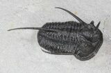 Devil Horned Cyphaspis Walteri Trilobite - #39775-4